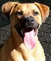 Bella the Southern Blackmouth Cur's Page bella button