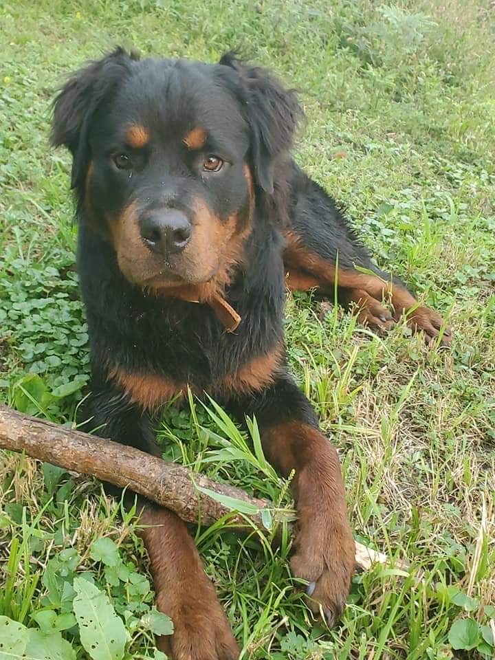 Rottweiler Information Page