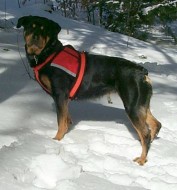 Annie in Wildlife Recovery Gear