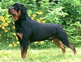 Bill- Rottweiler