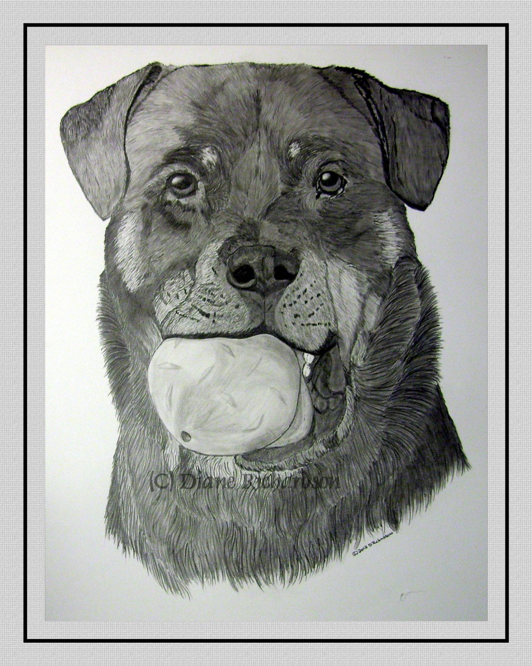 Rottweiler-Bonnie-2012