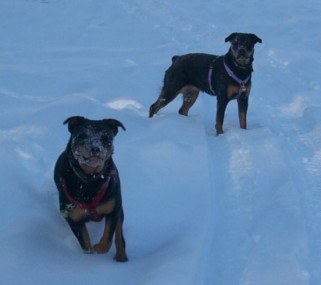 snowpups