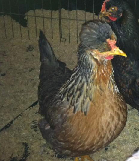 golden crele hen crelelegbarpullet
