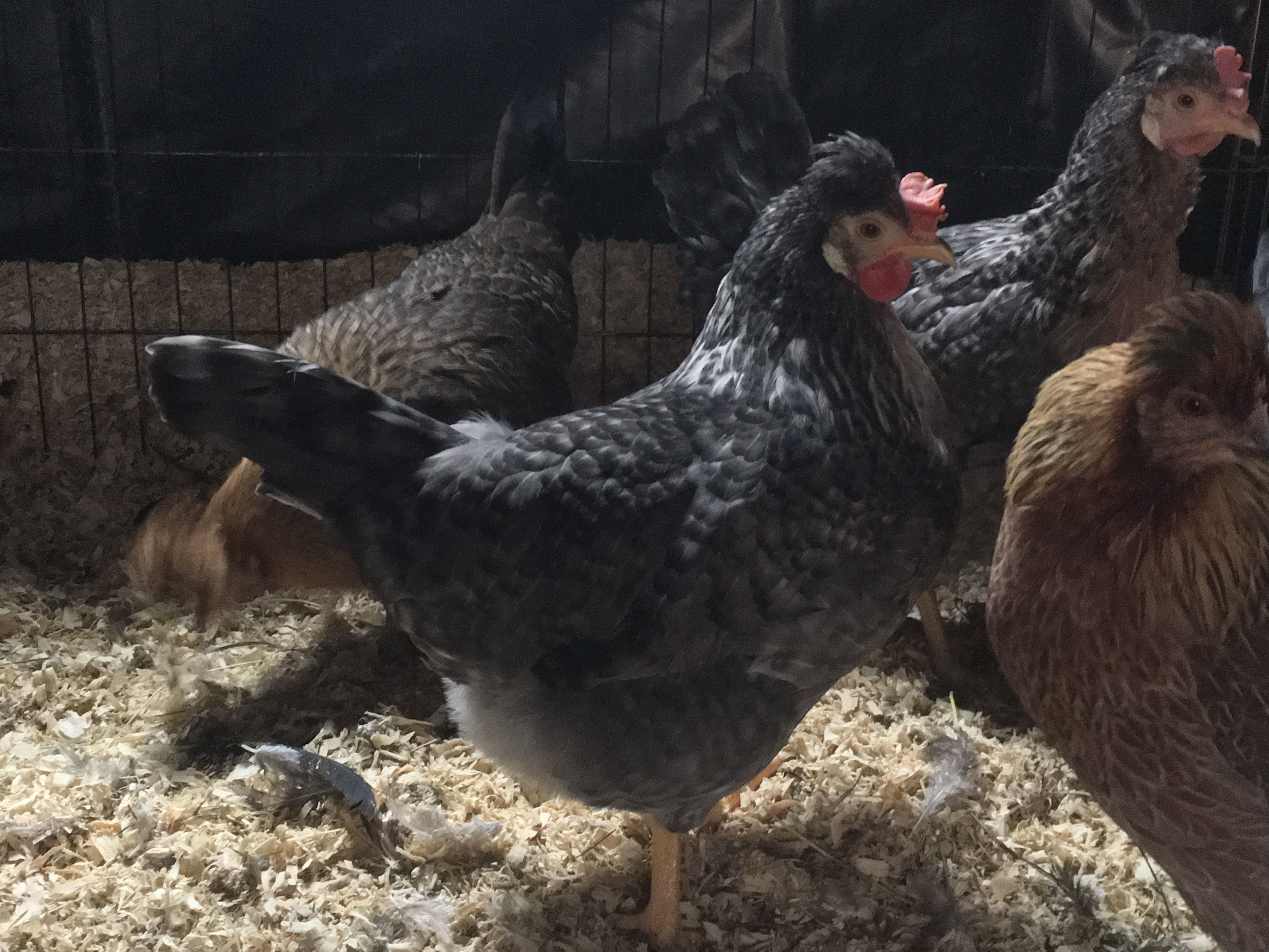 cream hen pullet