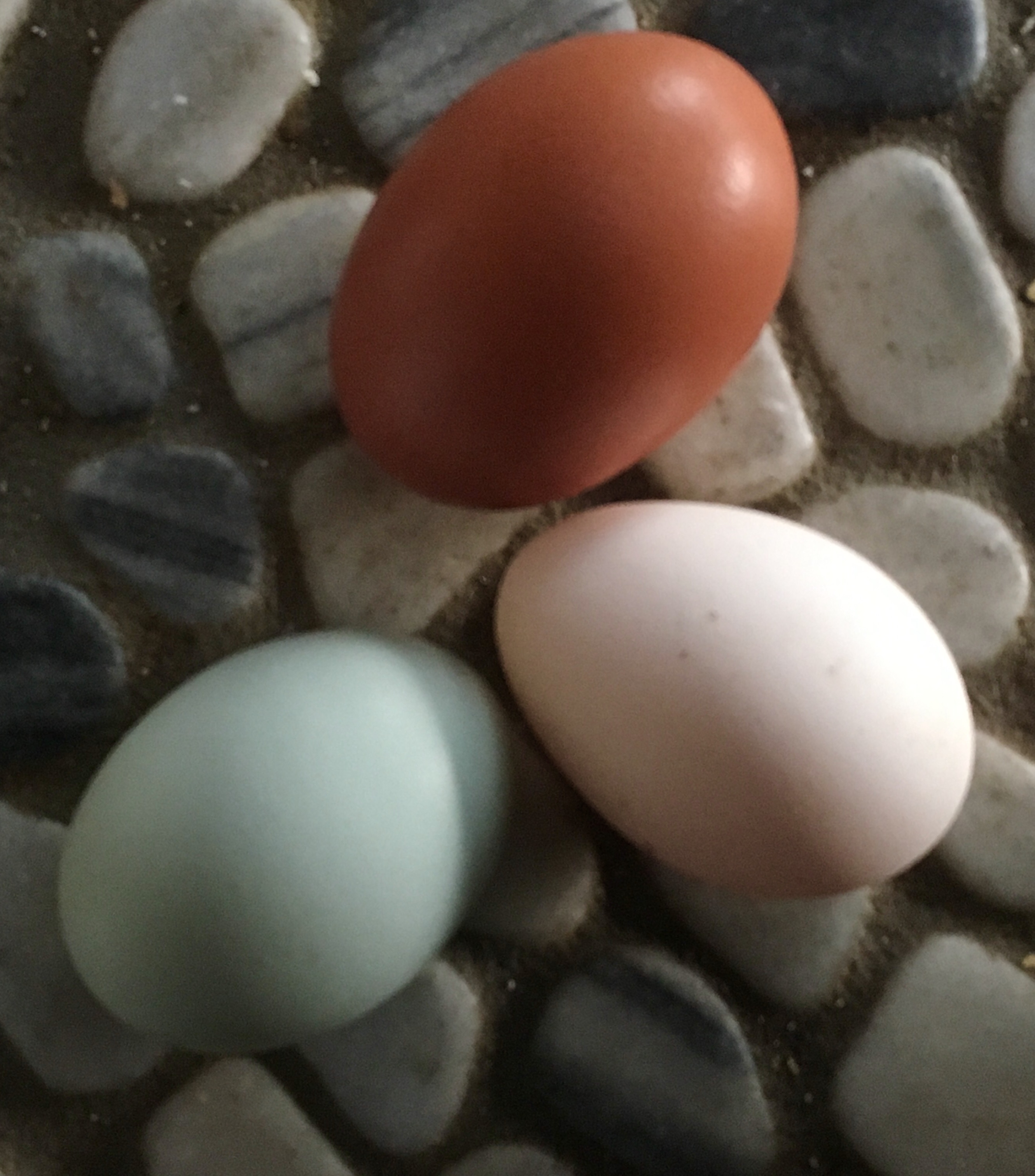 eggs-barne brown, icelandic white, CLB green blue eggs