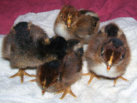 Barnevelder chicks 10 days old barnevelder chicks